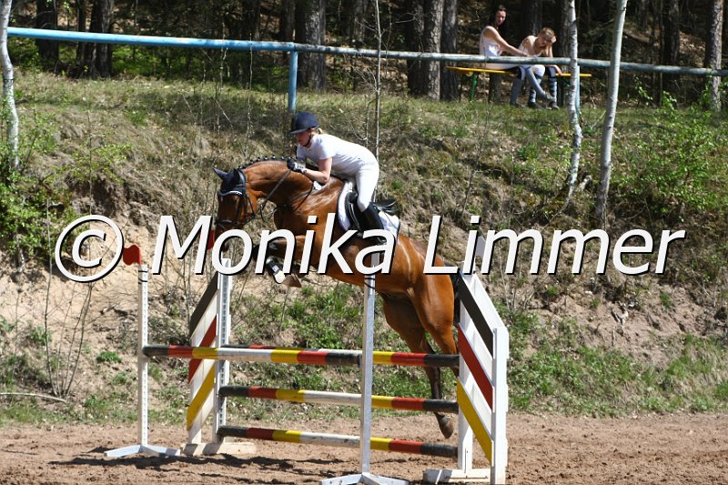 204M8229_Chacco De Semilly_Springpferde_A.JPG